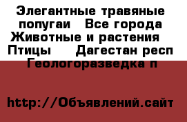 Элегантные травяные попугаи - Все города Животные и растения » Птицы   . Дагестан респ.,Геологоразведка п.